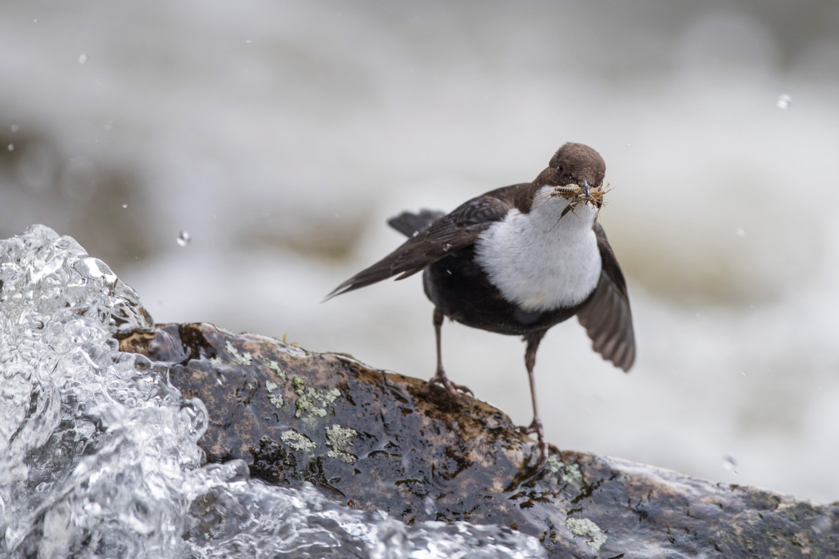 Wasseramsel